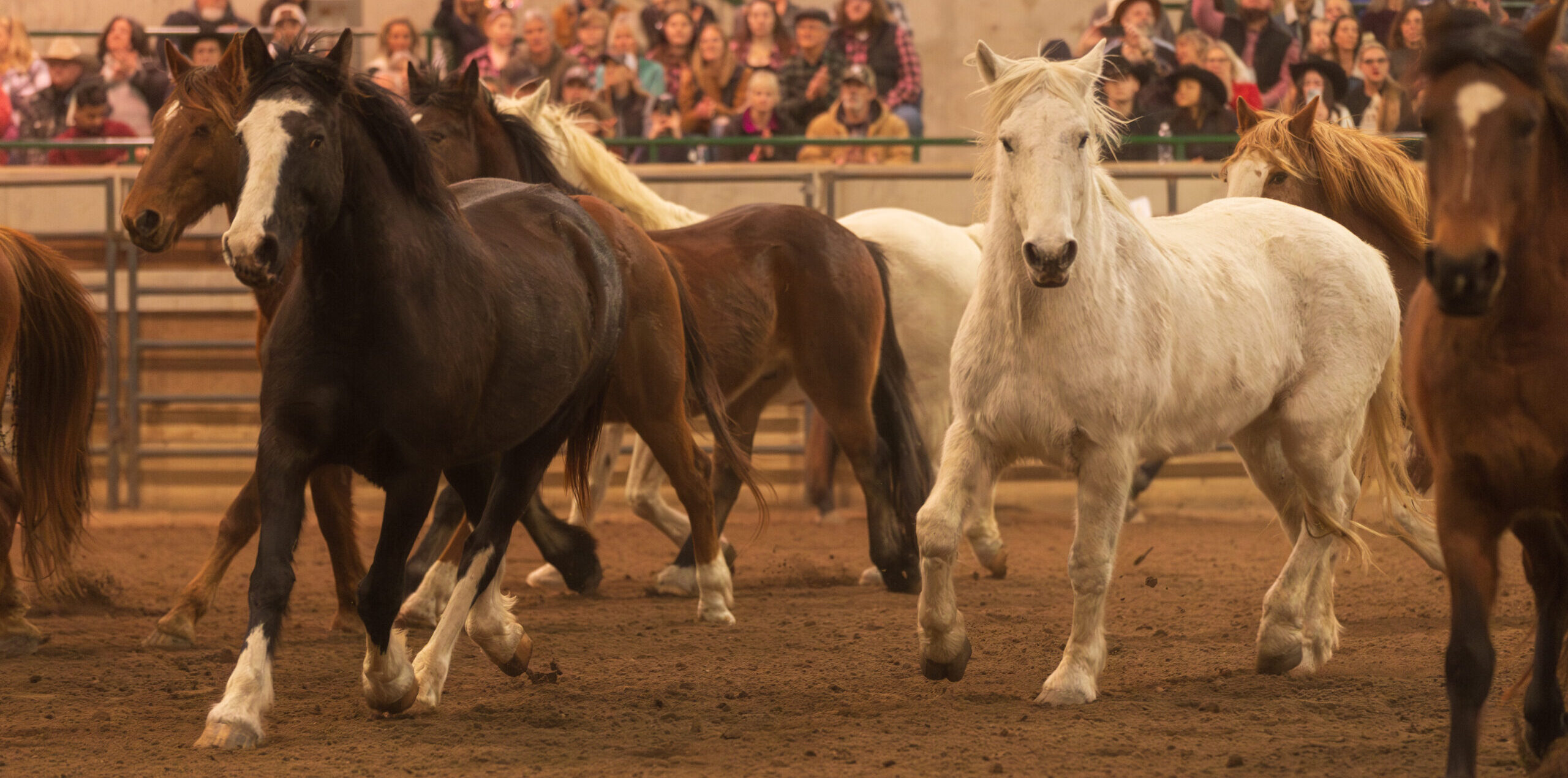 Horses trotting through an Arena with a crowd behind them.