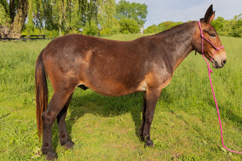 Mule standing in the grass at Kluting Farms