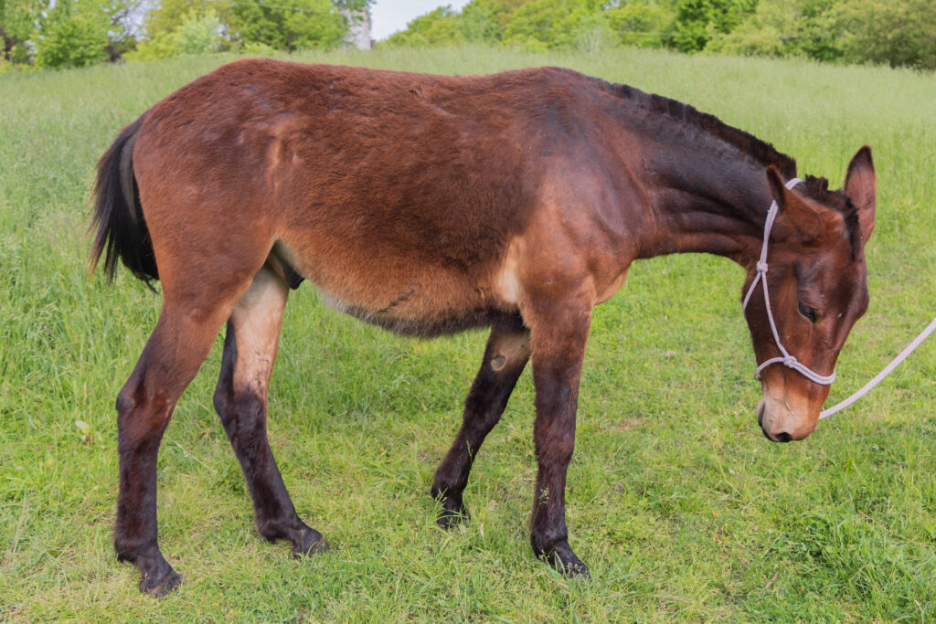 Mule standing in the grass at Kluting Farms.