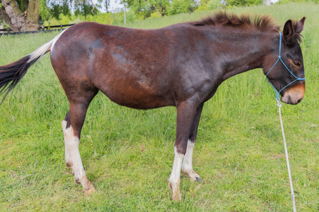 A paint colored mule on in the grass at Kluting Farms.